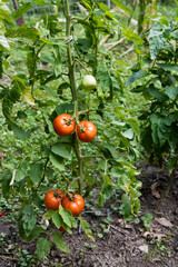 Tomatoes (Solanum lycopersicum) growing vertical on a string trellis in a garden during summer. Selective focus, background and foreground blur.
