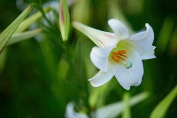 白いユリの花