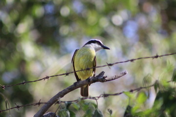 BIRDS