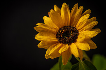 Orange autumn sunflower with green leafs and black background