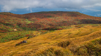 栗駒山　紅葉の絨毯