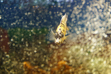 Fototapeta na wymiar Portrait of very serious aquarium fish. Concepts of the beauty of nature. Frontal view