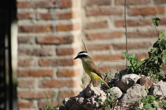 birds