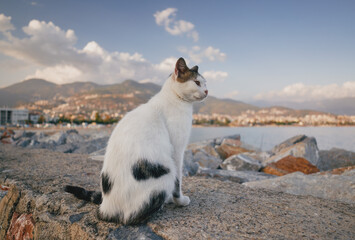 The cat is sitting on a stone pier. Turkey, Alanya.