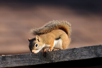Female Red Squirrel, backyard bully, on fence looking for food on autumn morning, backlit with beautiful tail