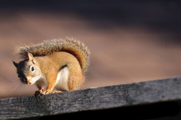 Female Red Squirrel, backyard bully, on fence looking for food on autumn morning, backlit with beautiful tail