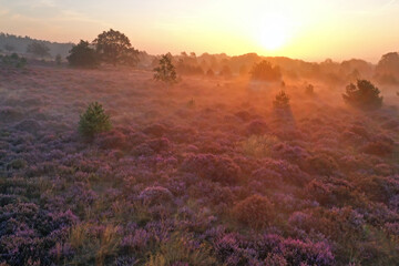 Sunrise in the National Park De Hoge Veluwe in the Netherlands