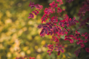 Colorful foliage in the autumn park. Red autumn leaves against yellow background. Autumn leaves red and yellow