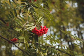 Rowan on a branch. Red rowan. Rowan berries on a rowan tree. Autumn