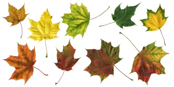 A set of autumn leaves from a maple tree, isolated on a white background