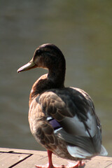 duck on the lake