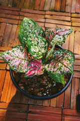 Aglaonema tricolor plant 