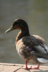 duck on the water