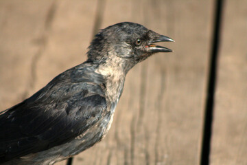 crow on the ground