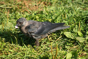 blackbird on the grass