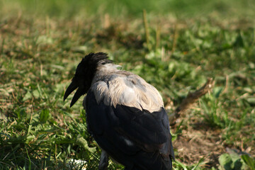 crow on the ground