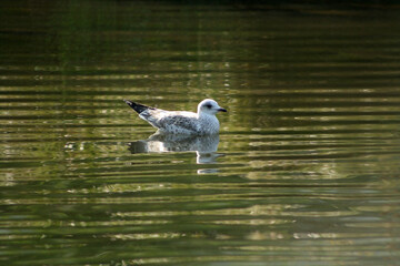 seagull on the lake