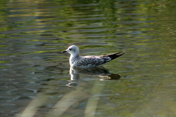 seagull on a rock