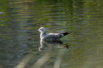 seagull on a rock