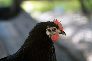 portrait of a rooster