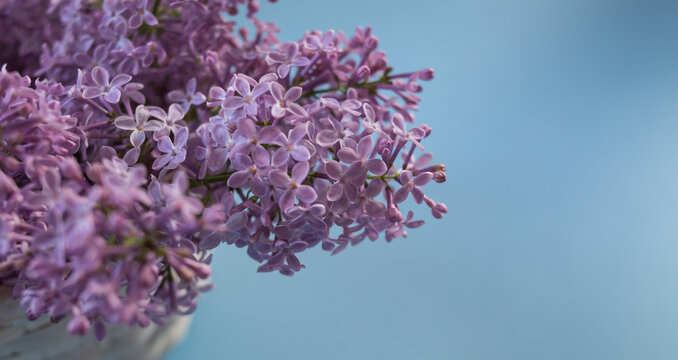 beautiful branches of lilac on a blue background. banner