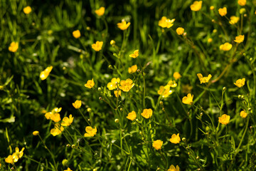 Grass field filled with yellow flowers.