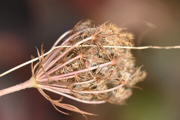 Fleur de carotte sauvage fanée