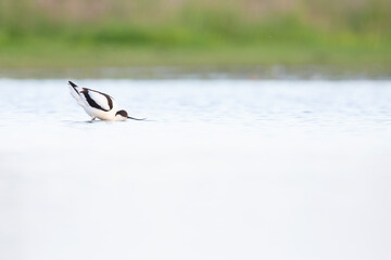 An adult pied avocet (Recurvirostra avosetta) photograped at ground level in shallow water.
