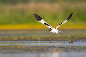 An adult pied avocet (Recurvirostra avosetta) taking off from the ground