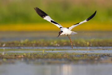 An adult pied avocet (Recurvirostra avosetta) taking off from the ground