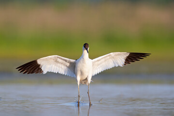 An adult pied avocet (Recurvirostra avosetta) landing with spread wings.