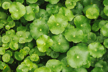 Water Pennywort green fresh leaves