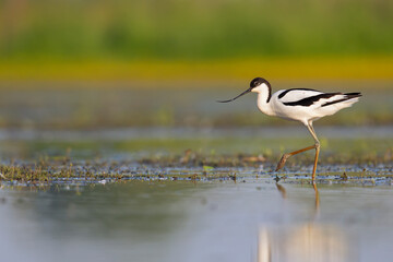 An adult pied avocet (Recurvirostra avosetta) photograped at ground level in shallow water.