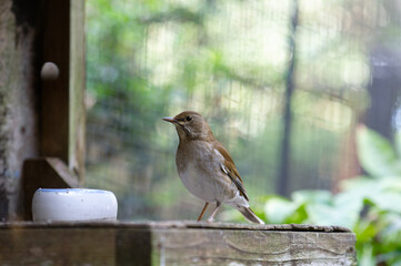 エサを探すシロハラ