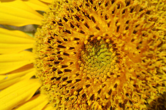 Closeup Details and Texture of Sunflower's Disc Florets