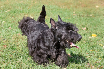 Black scottish terrier puppy is running on a green grass in the autumn park. Pet animals. Purebred dog.