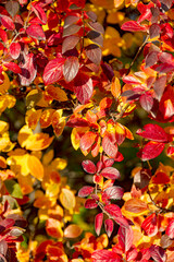 Naklejka na ściany i meble Autumn background with red leaves of brilliant cotoneaster.
