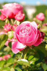 Ein malerisches Rosenbild.