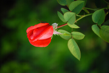 Makro einer roten Rosenknospe.