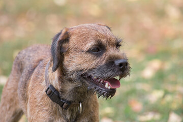 Cute border terrier puppy is standing in the autumn park. Close up. Pet animals. Purebred dog.