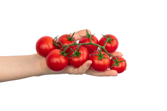 Hand with branch of cherry tomatoes isolated on a white background photo