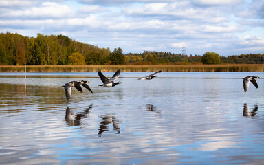 Barnacle geese, Branta leucopsis, flying over water. Migratory birds in autumn.