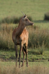 Cerf, Cervus elaphus