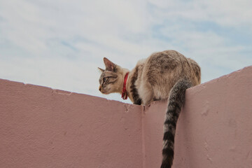 cat on the roof