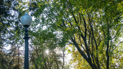 Street lantern on the summer foliage background. Sunshine. Nature concept.