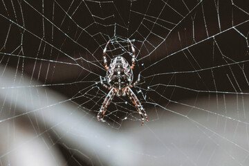 spider on the web