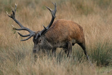 Cerf, Cervus elaphus