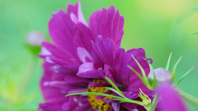Pink flower Kosmeya -cosmea-