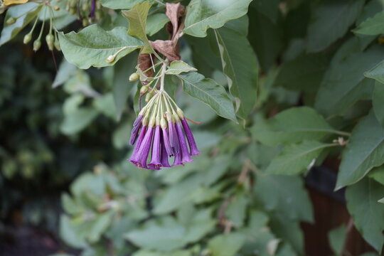 Iochroma cyaneum, Solanaceae family.