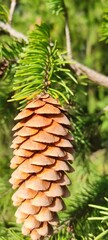 Fir cones in different weather conditions and under different lighting conditions.